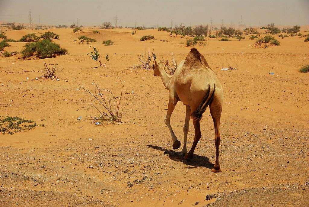 Desert eco-camp with solar lights under starry sky