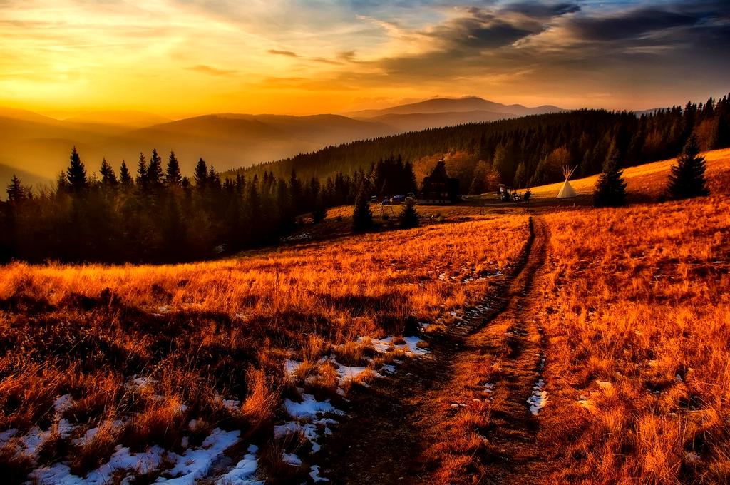 Eco-lodge nestled in a green forest with solar panels on the roof