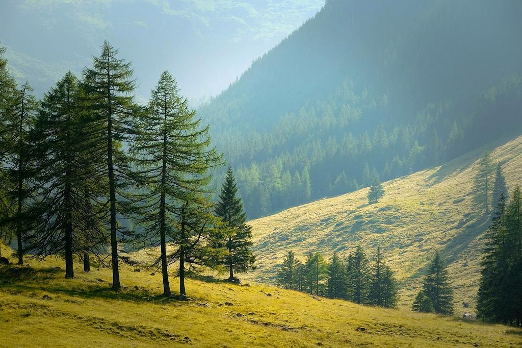 Happy family exploring a forest trail together