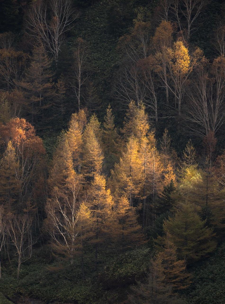 Lush green mossy forest in morning light representing regeneration