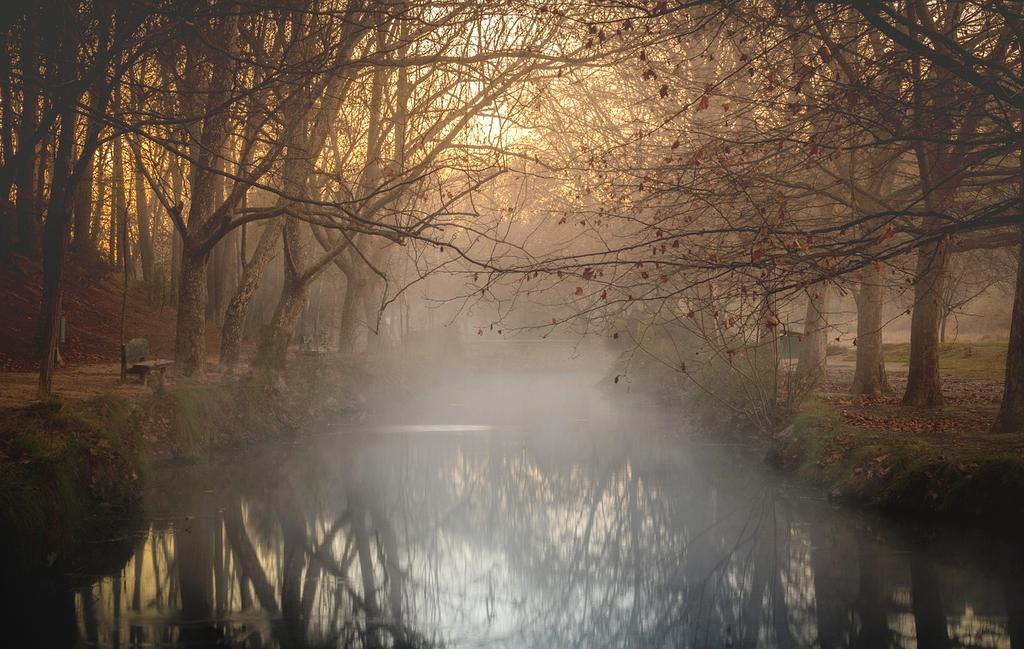 Lush forest with a river running through surrounded by autumn trees