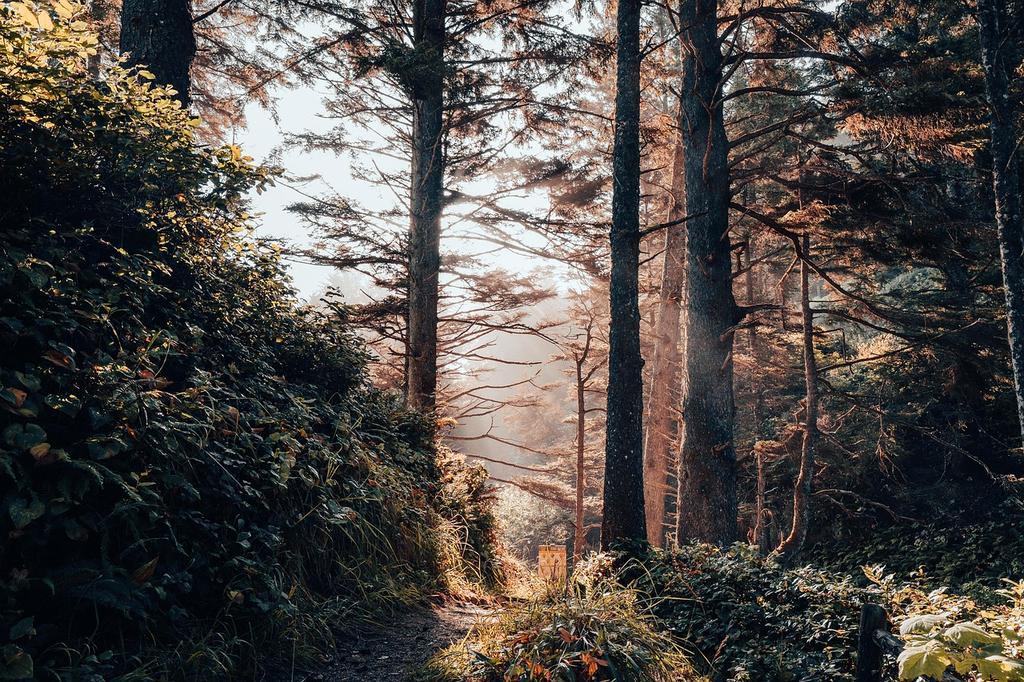 Forest trail with sun rays shining through tall trees