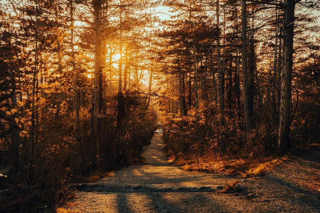 Close-up of lush green forest with sunlight filtering through