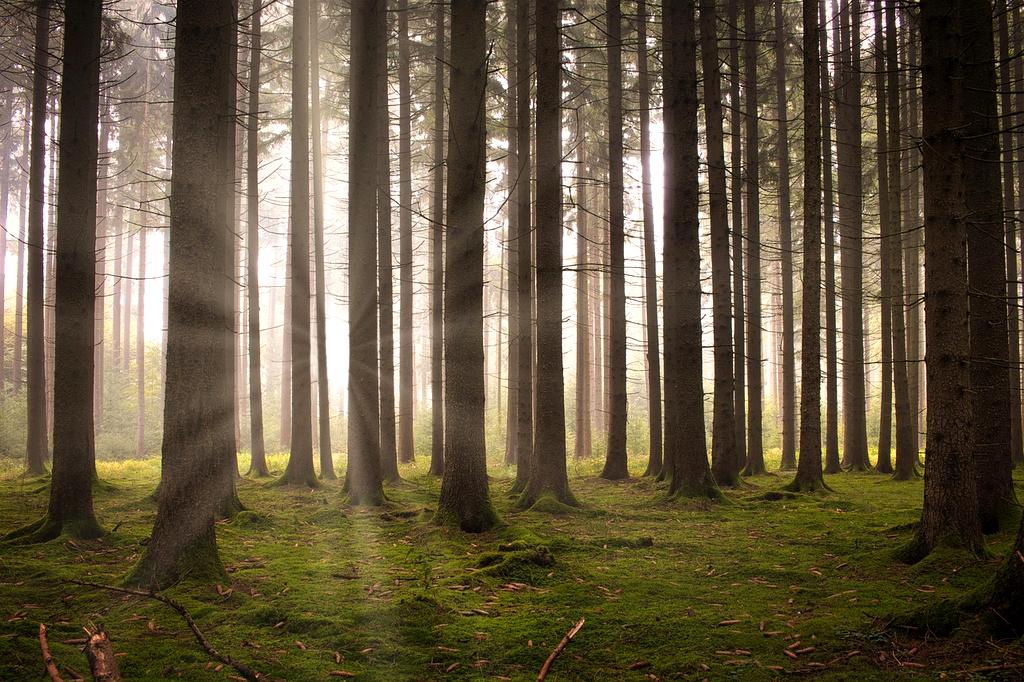 Hiker walking through lush mossy forest in spring