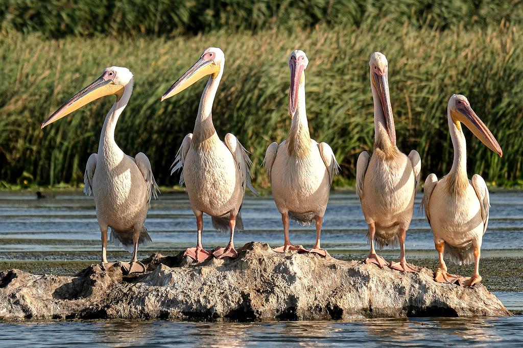Wooden walkway through wetlands showing conservation efforts
